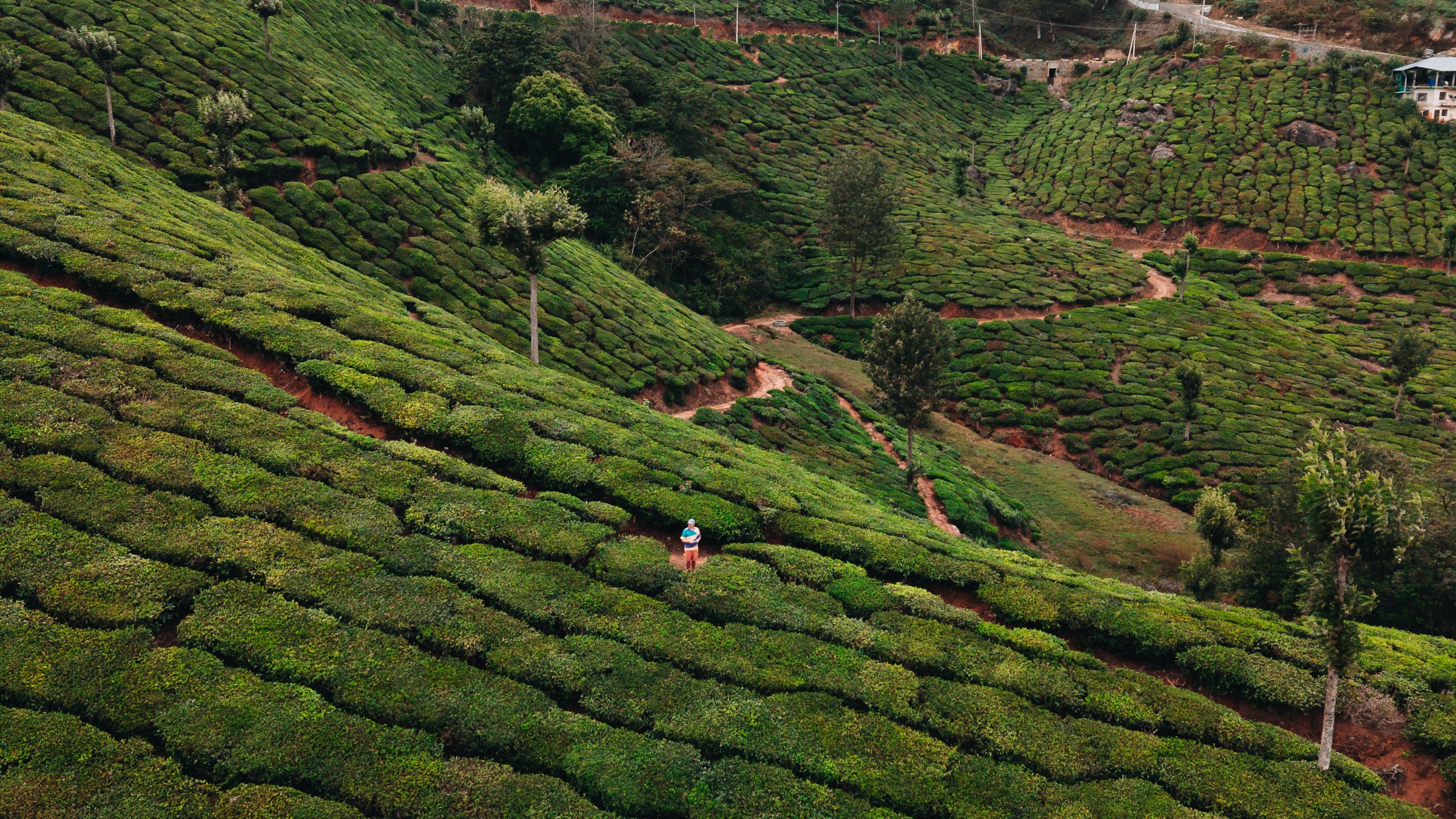 Lush green tea fields in the South Indian highlands